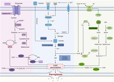 Therapeutic effects of natural compounds against diabetic complications via targeted modulation of ferroptosis